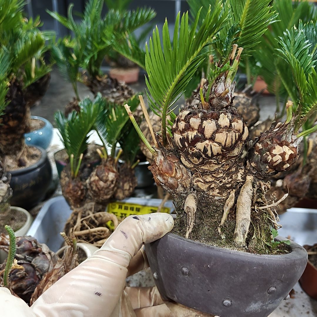 慧***兰无花朵白鳞铁盆景基地价