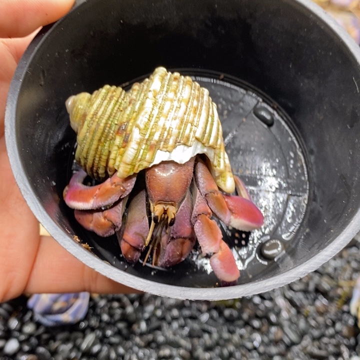 寄居蟹紫陆玫红色2.8口左右