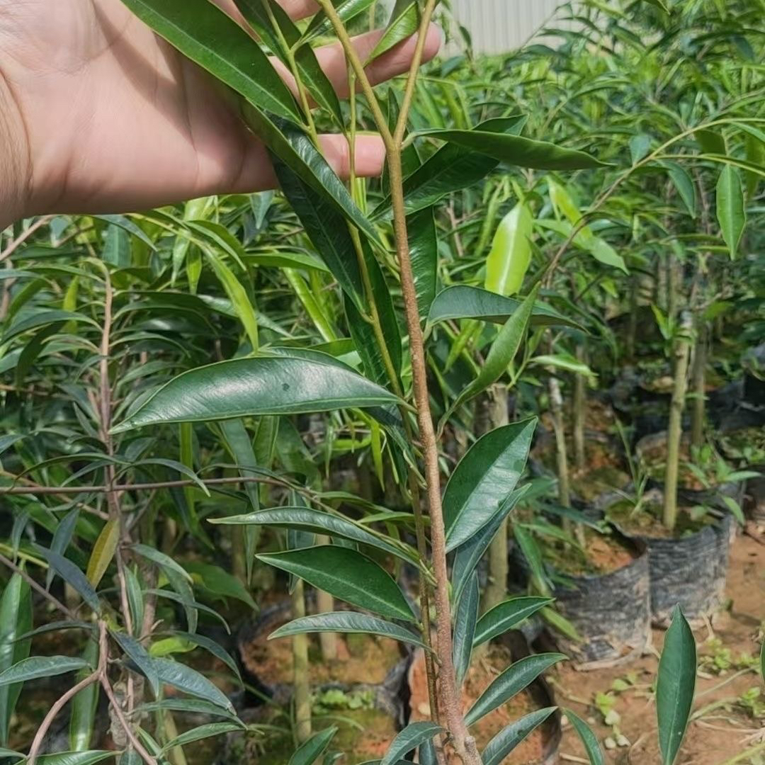 越南芽庄小叶白琪奇楠