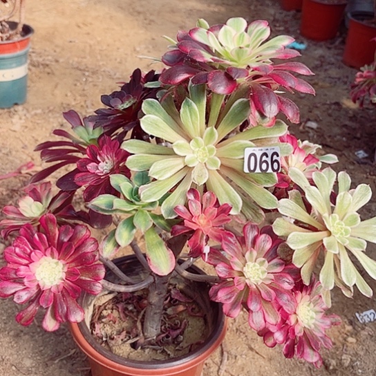 066嫁接老桩法师