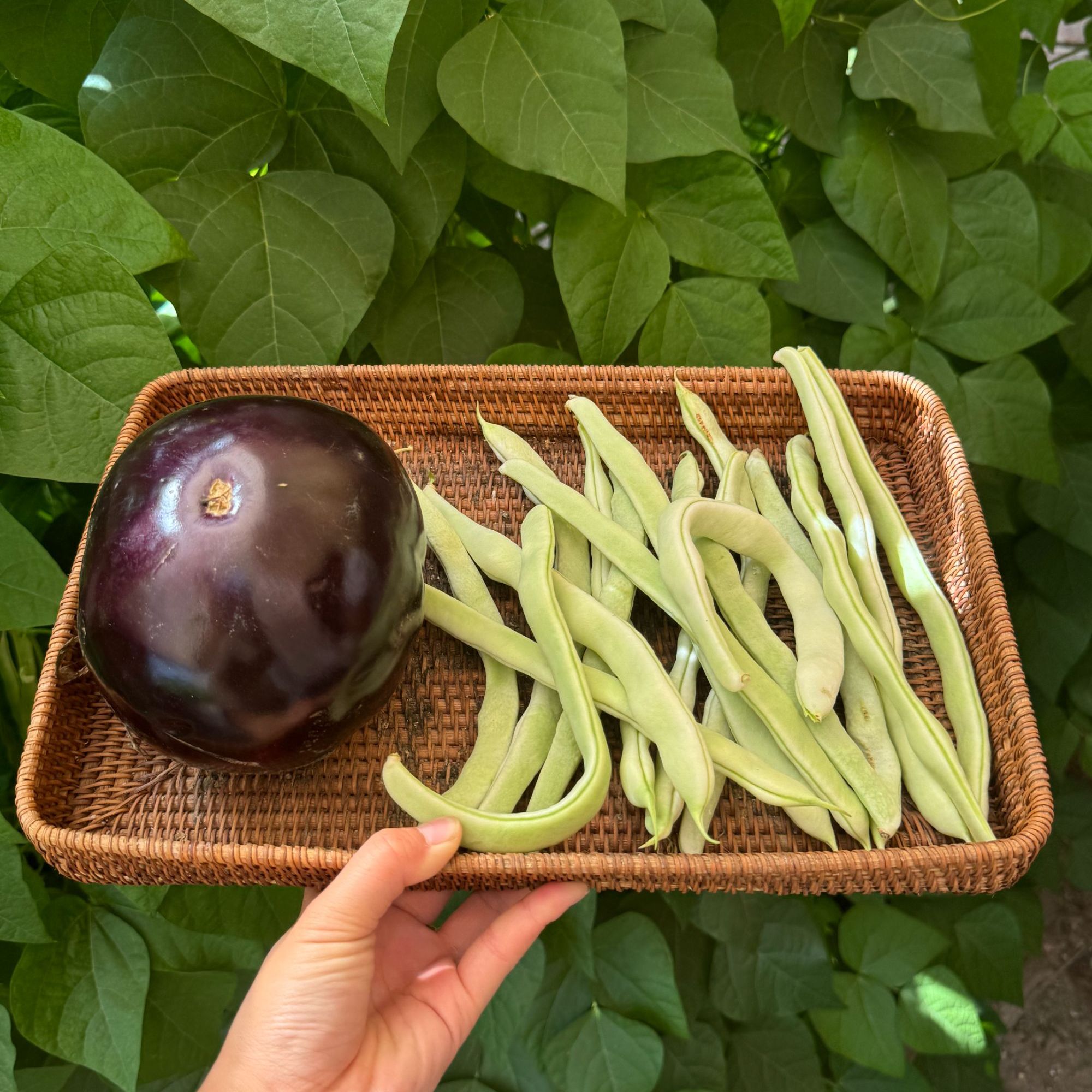 【众旺农场】豆角 白不老豆角2斤 茄子1个 组合 顺丰包邮 送货上门新鲜
