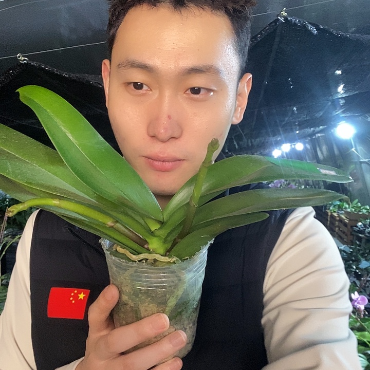 无花朵粉曼蝴蝶兰