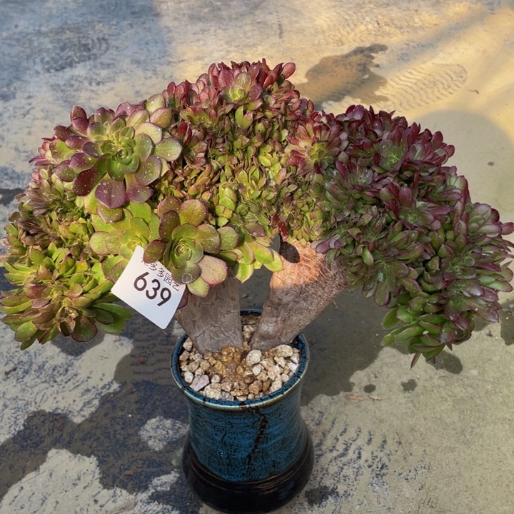 639号万圣节缀花