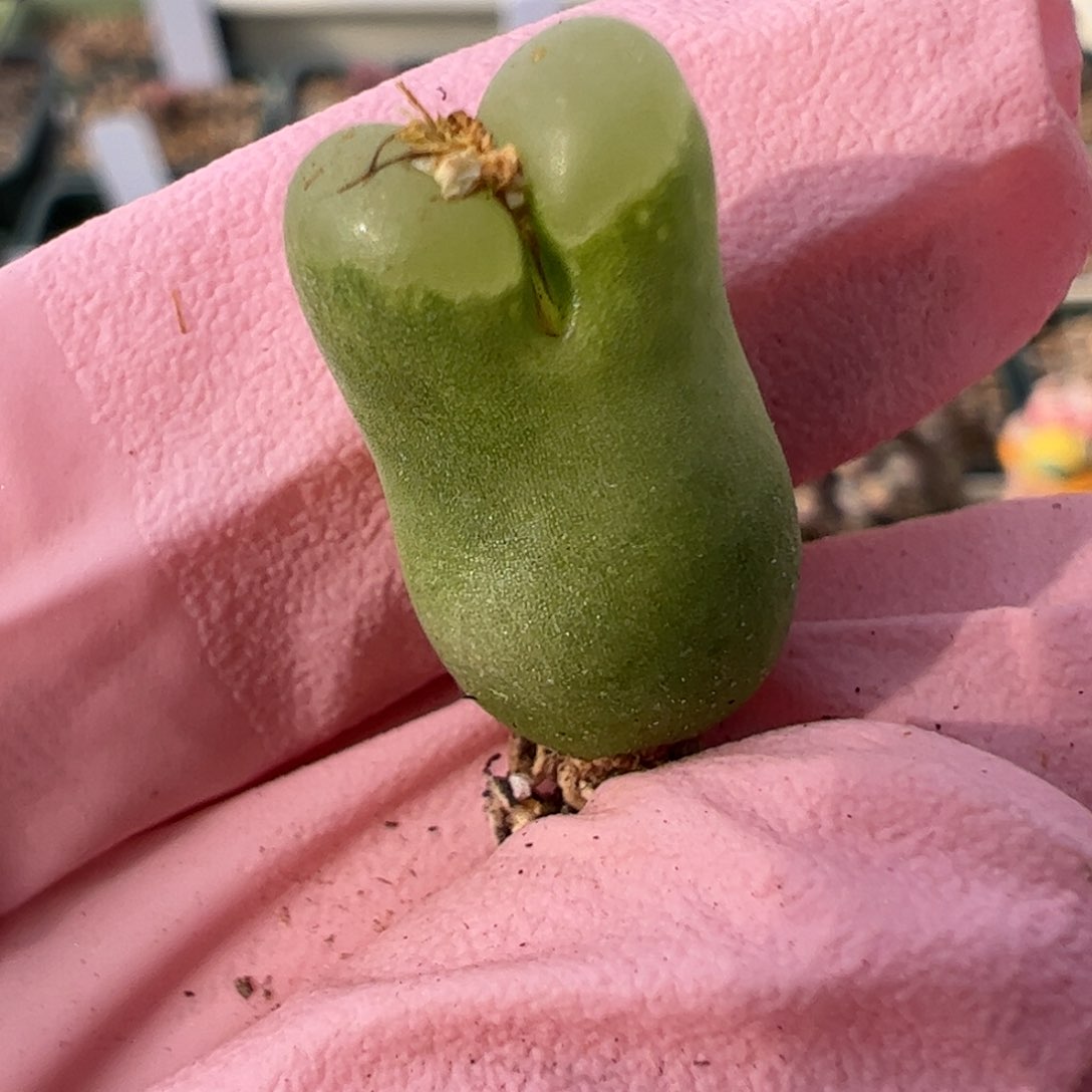 828 好看的多肉冲冲冲q