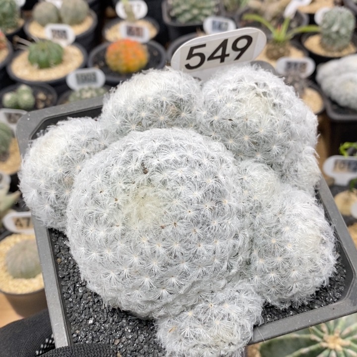 549号群生白星14cm脱土发
