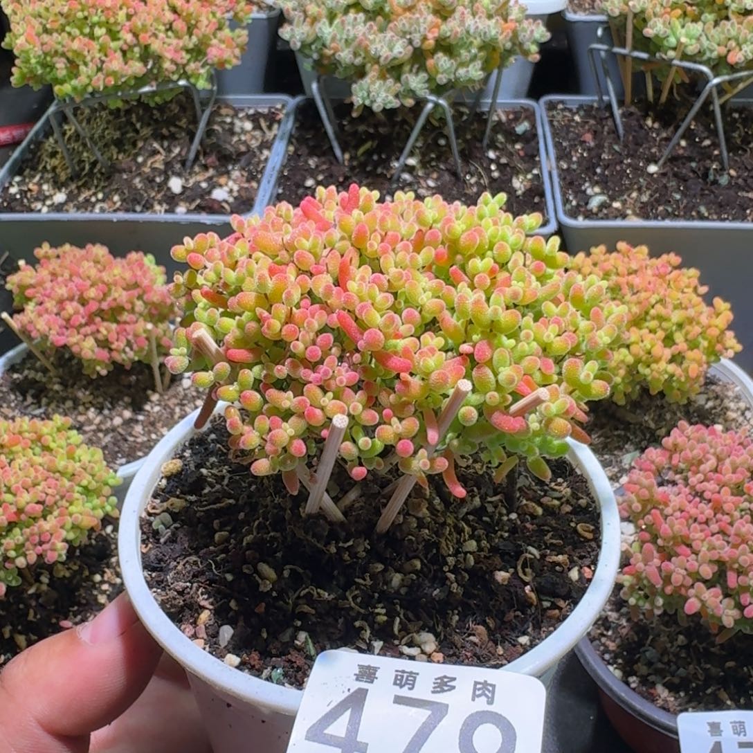 枝干番杏蜜橘糖球479