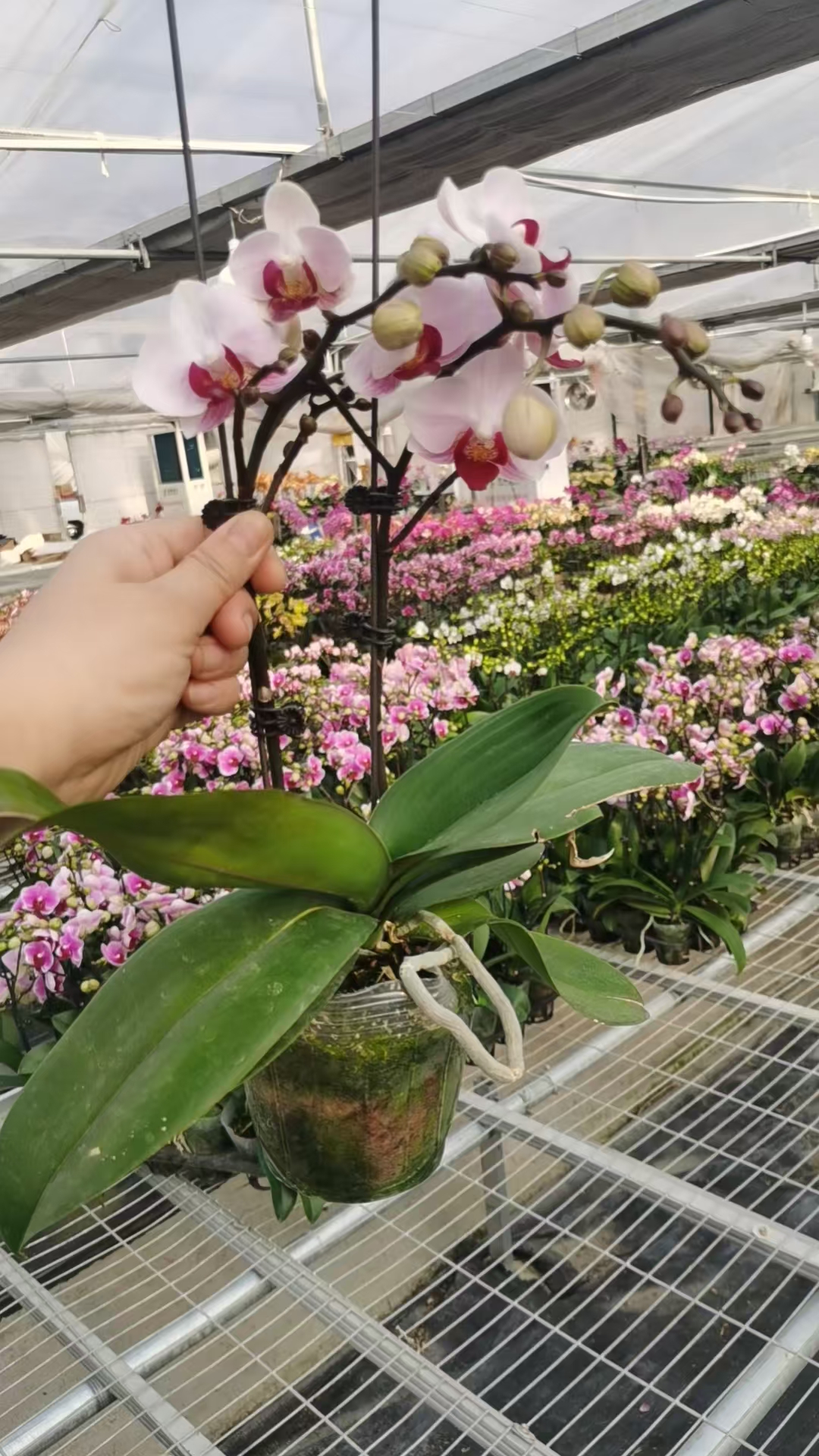 欢然花田培植蝴蝶兰（貂蝉）双梗3.5寸杯