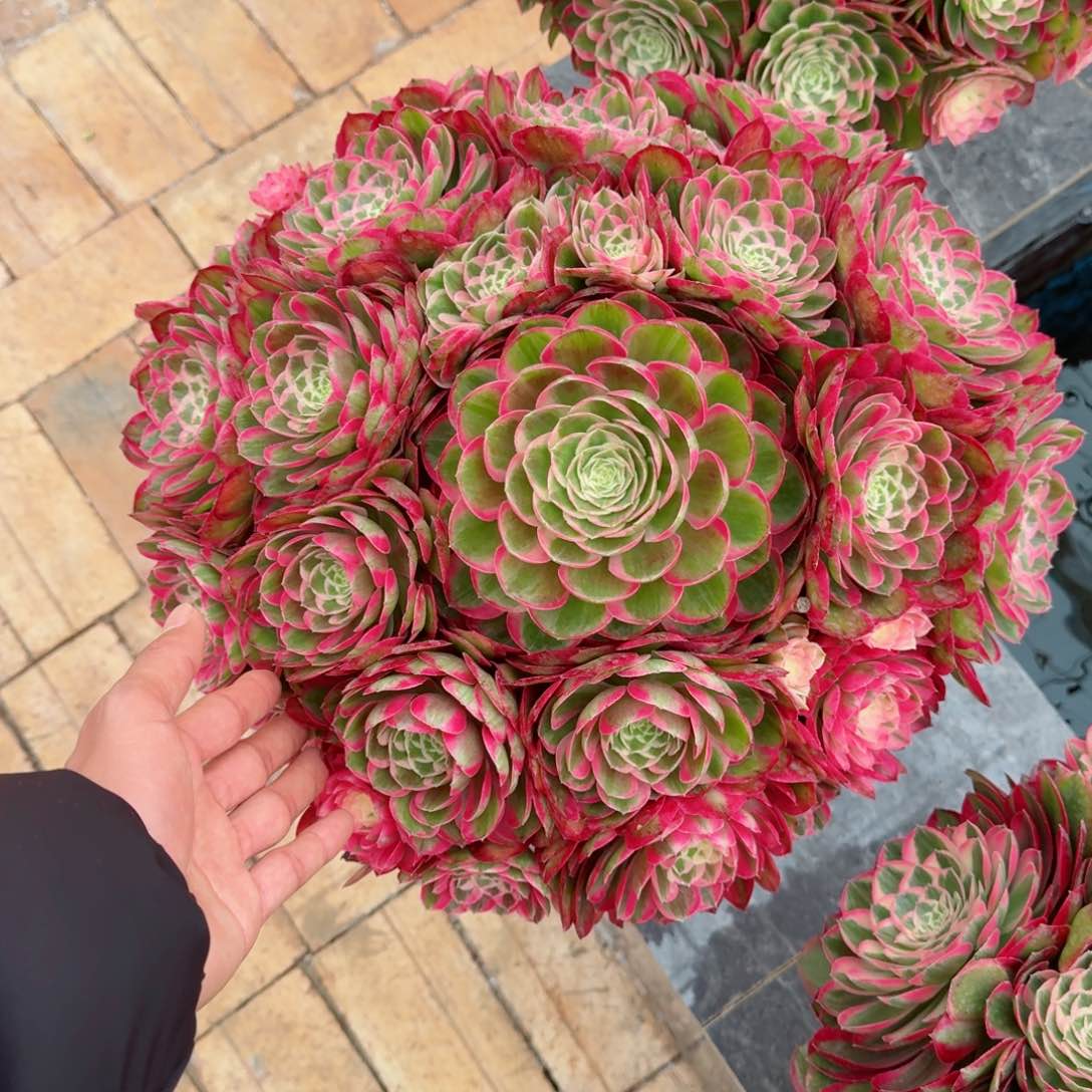 随**安多肉植物发货发货