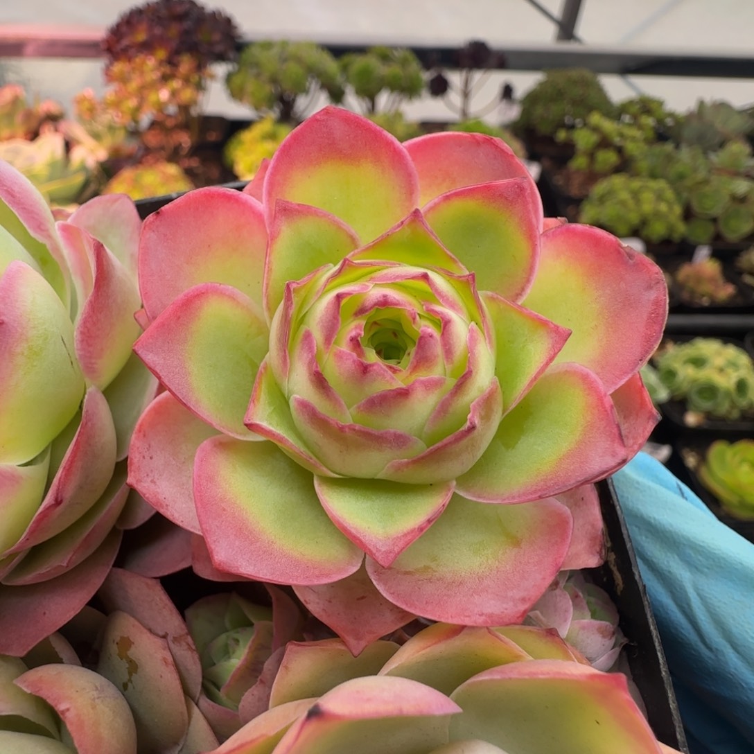 L723半城玫瑰金陵单头不含盆土