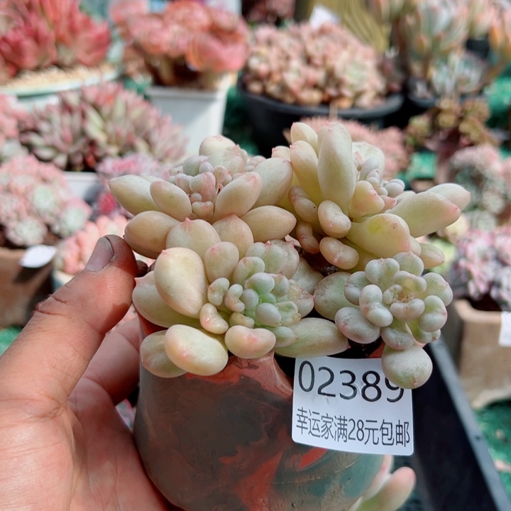 幸运儿的故事也是幸运