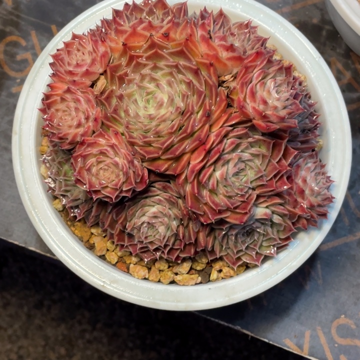 多肉初海神海神海神