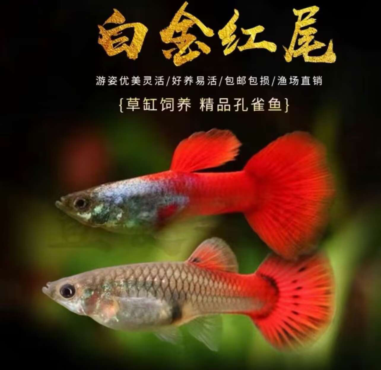 【3厘米左右】精品白金红尾孔雀鱼好养皮实耐活淡水鱼