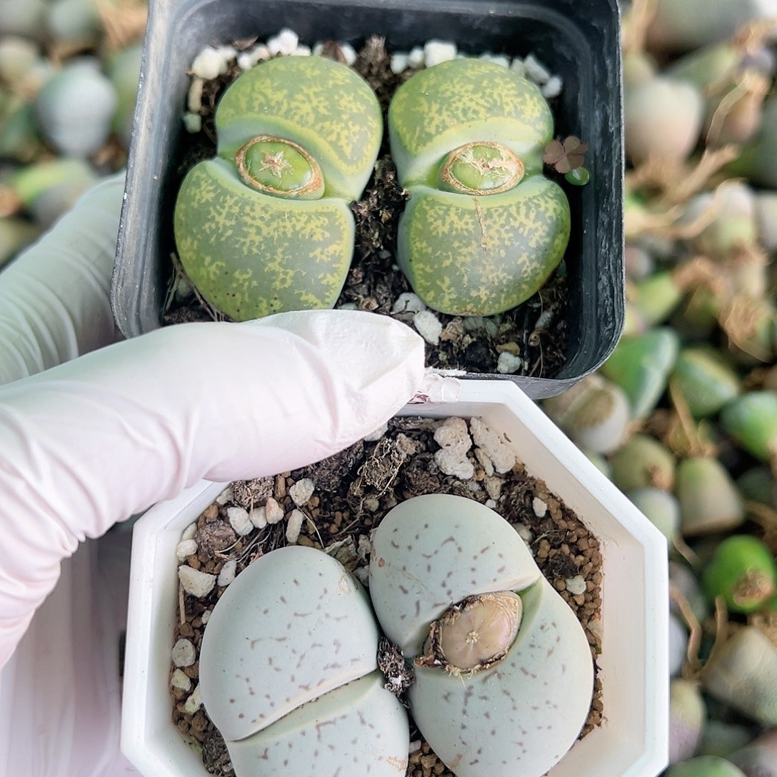 8618 好养易活生石花大母本两颗双头