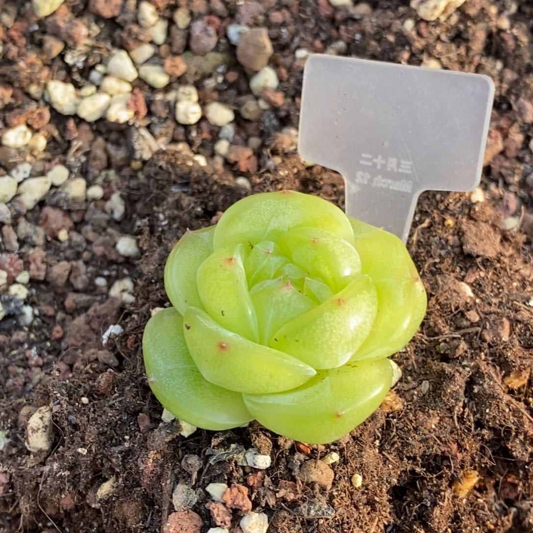 七***吗天官赐福百无禁忌