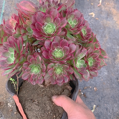 786莲花多肉植物