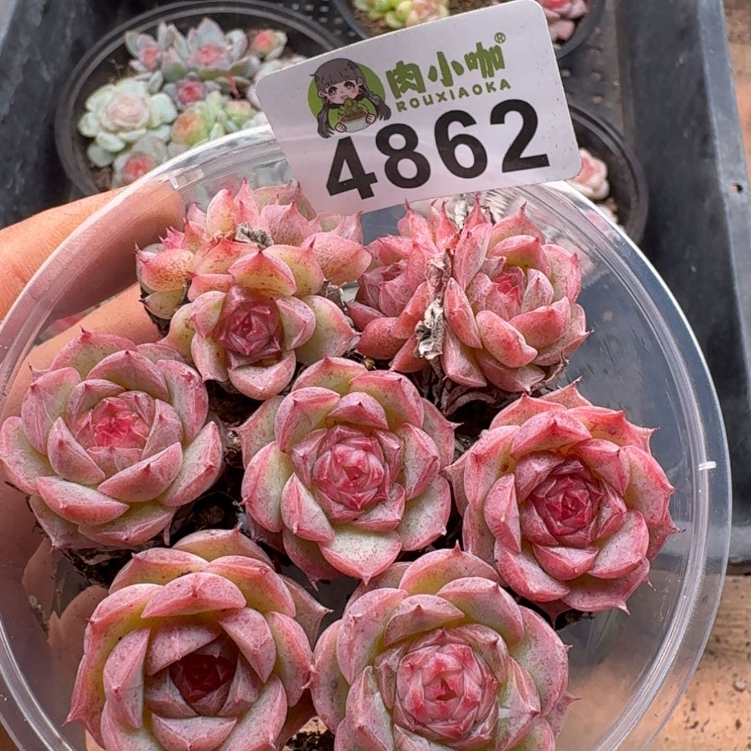 多肉植物多肉植物