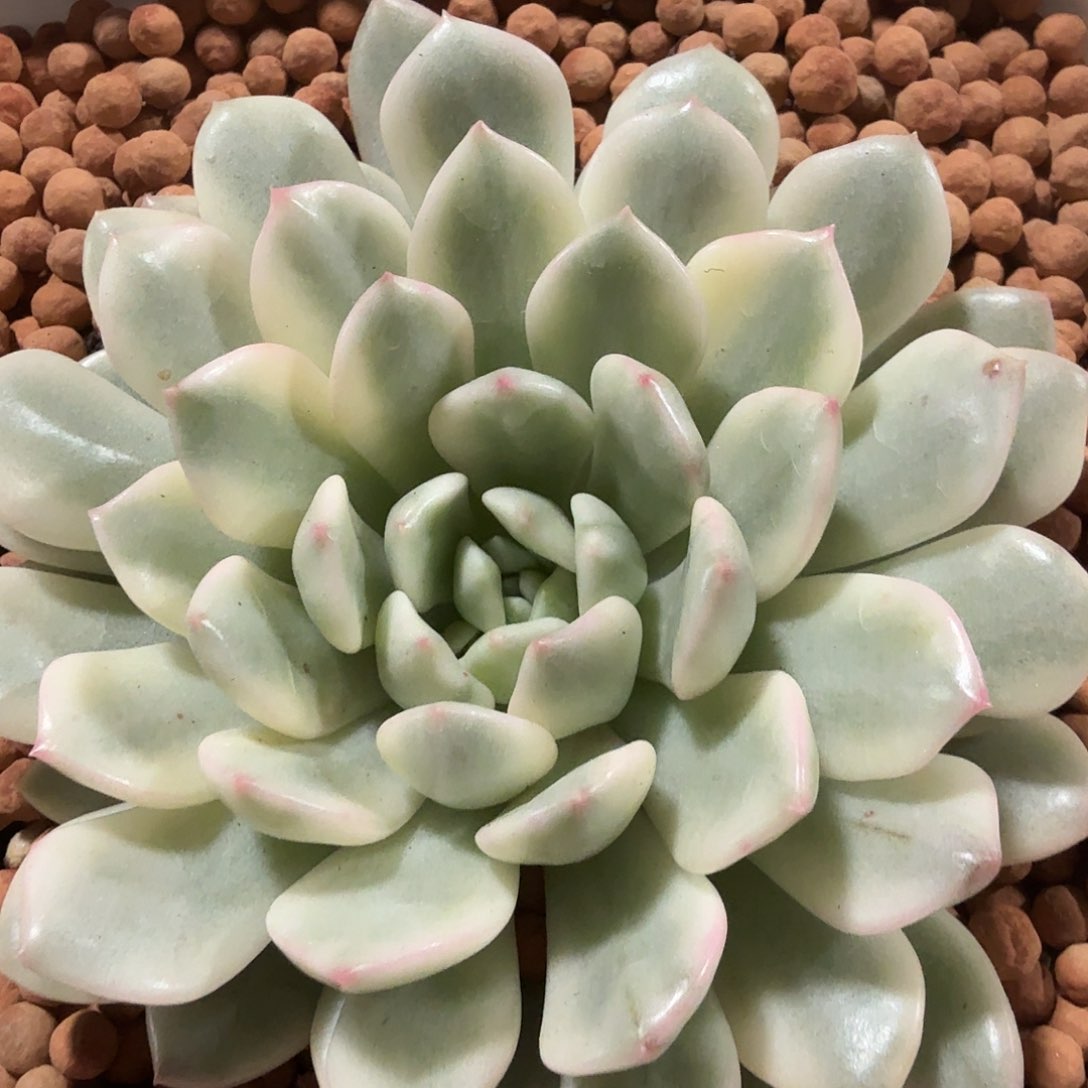 红宝石锦，多肉植物