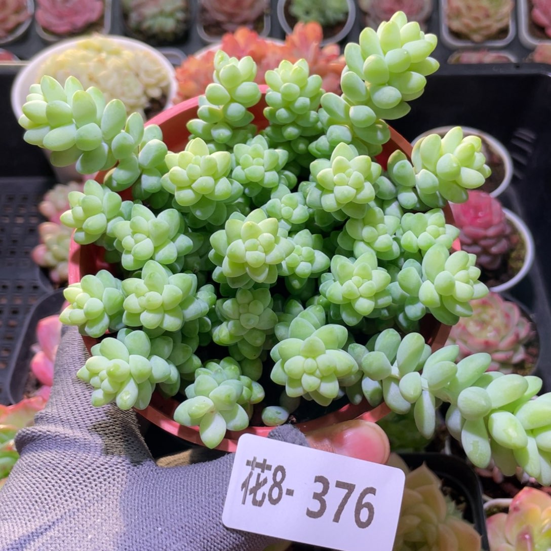 花利美8-376玉坠含盆土