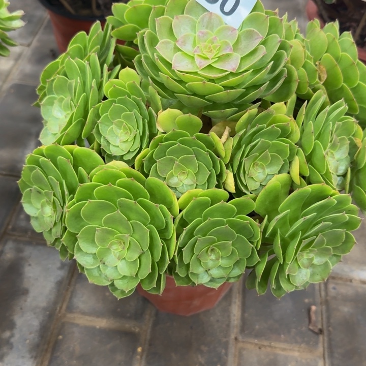 8***店沙拉碗福利450老桩肉肉