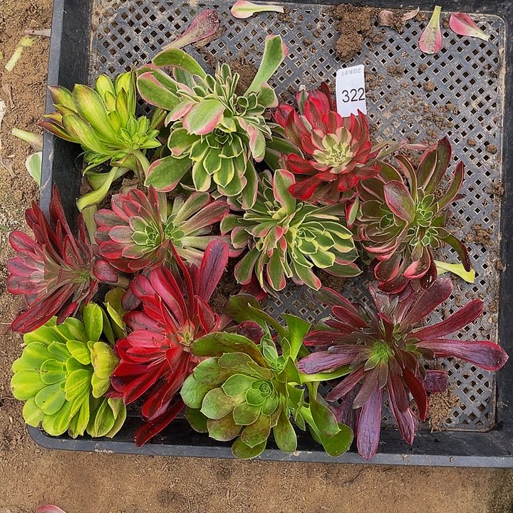 法师进锦多肉组合品种重复10-15公分322