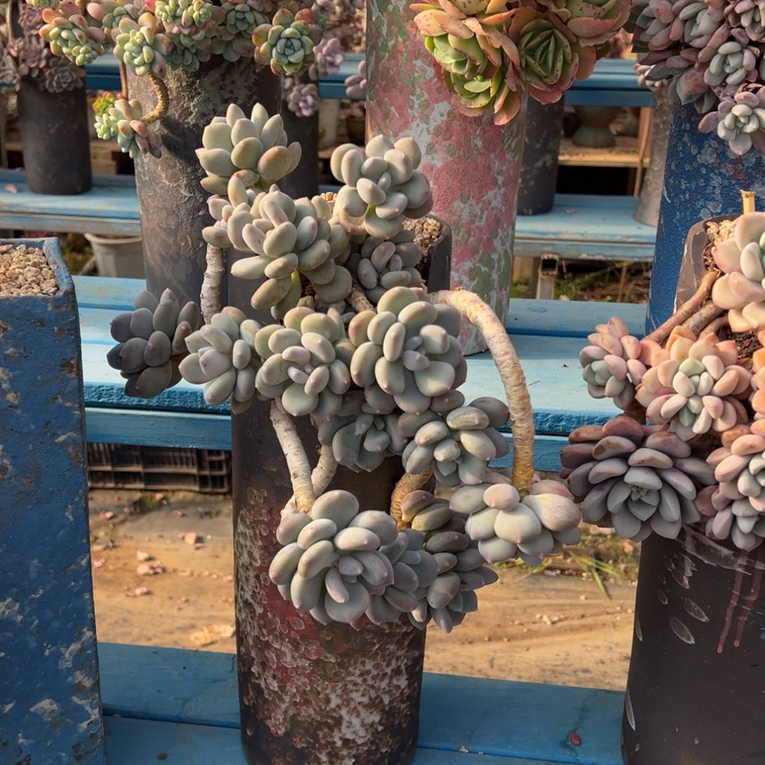 精品星空美人妖桩 裸根