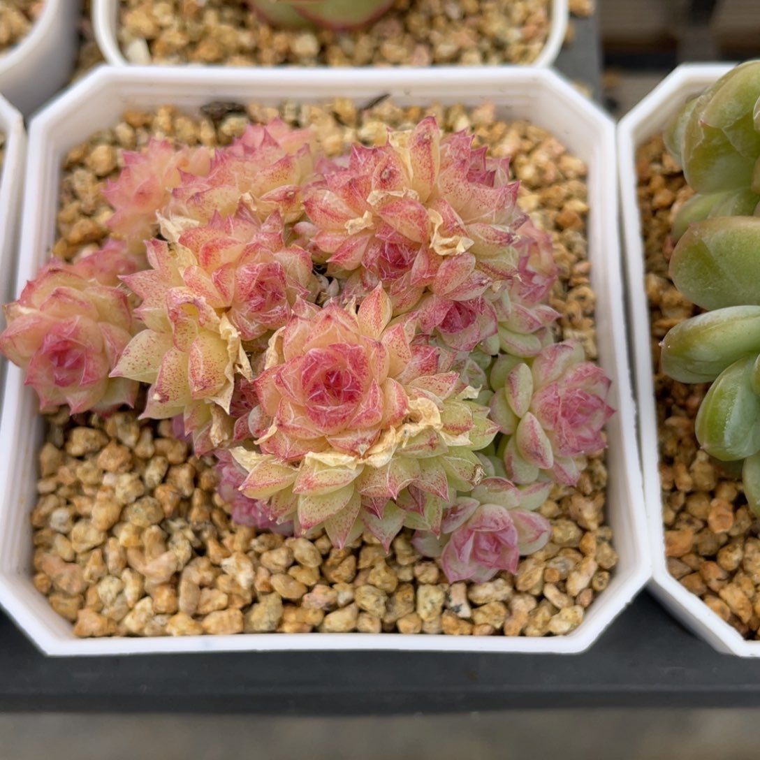 优选女王多肉福利2519