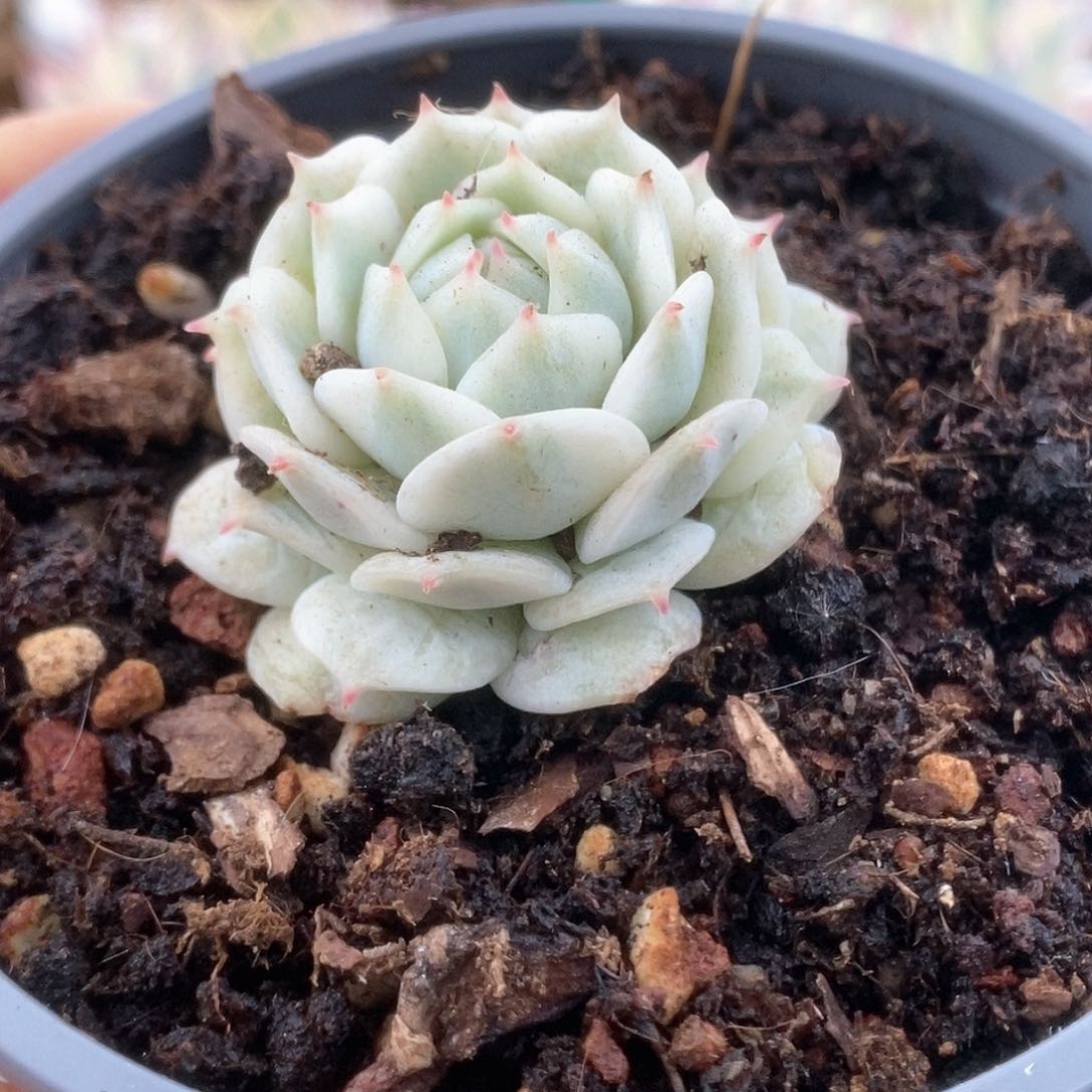 056静夜锦锦锦锦锦锦