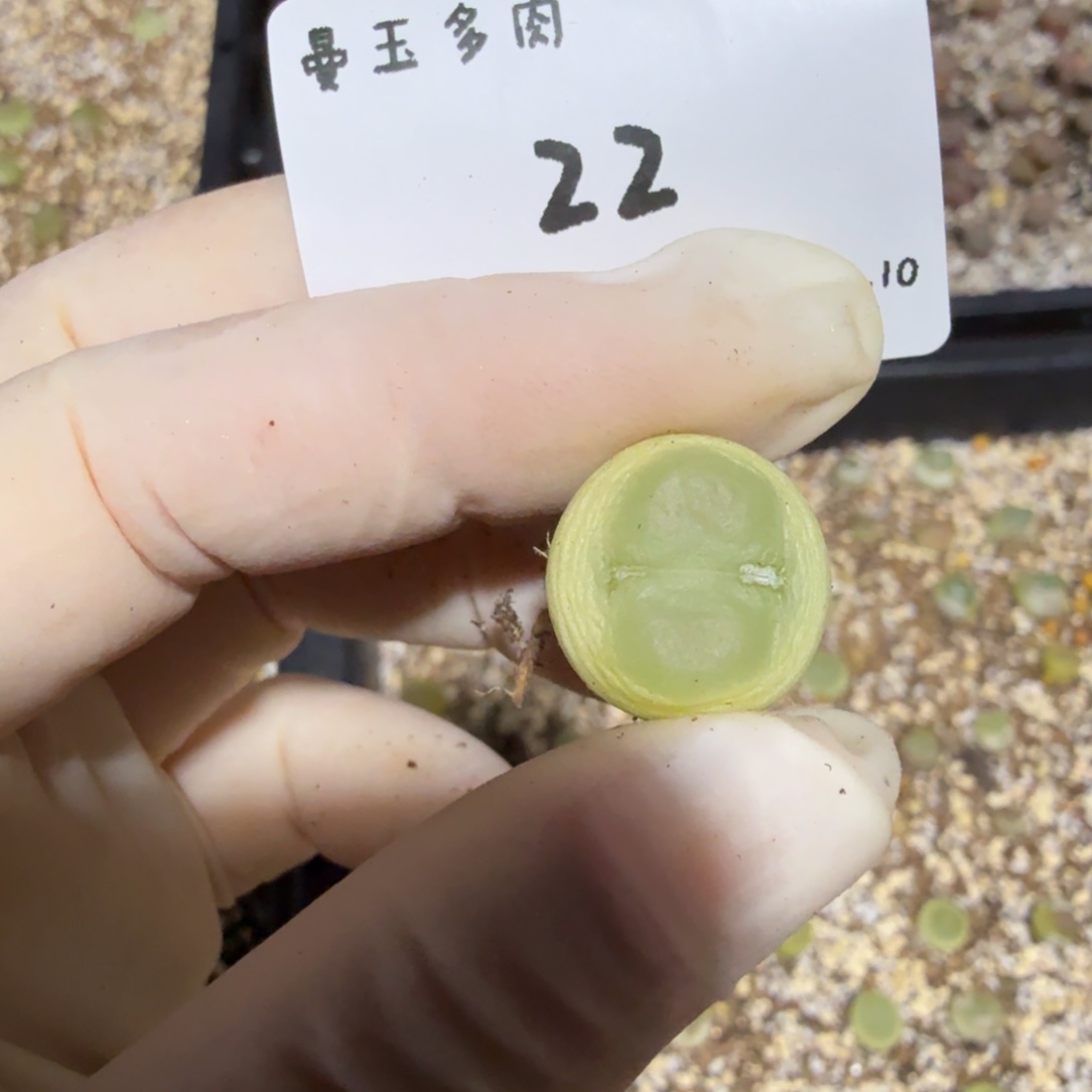 土***豆多肉多肉多肉12.10-022 .19