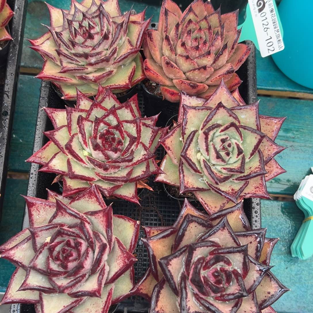 多肉一物一拍编号0126-102