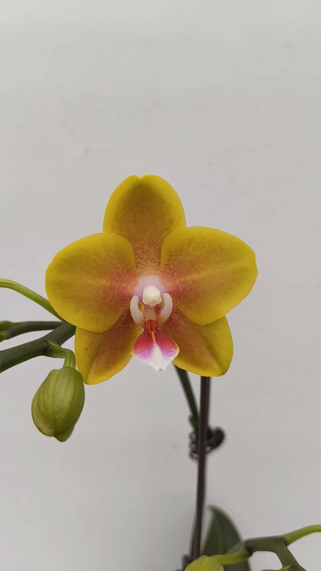 欢然花田蝴蝶兰（香水黄金）双剑