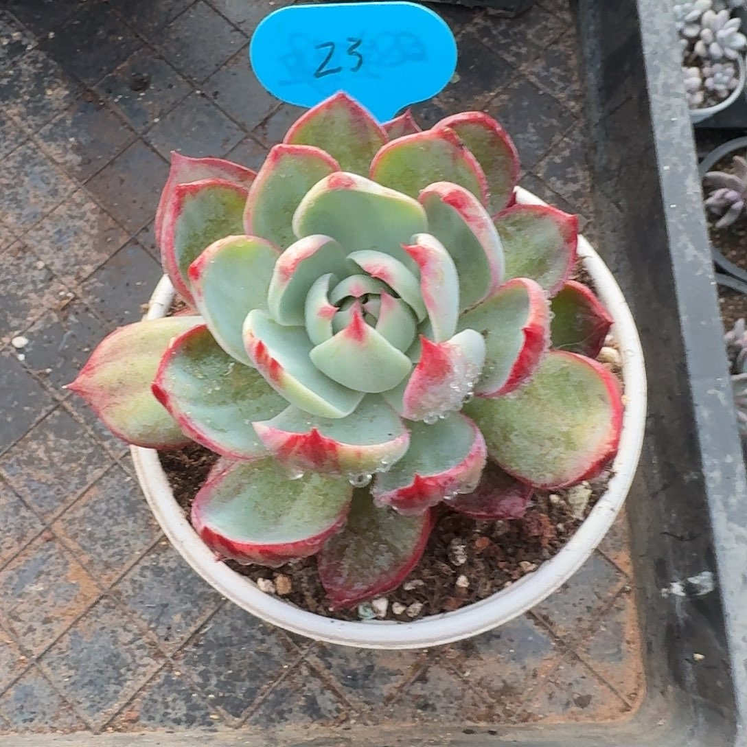 23粉丝福利惊鸿仙子