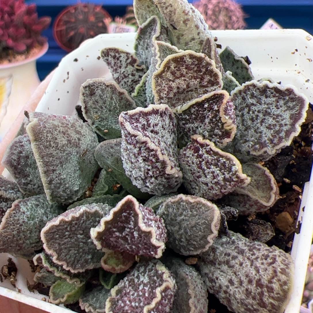 花螺。            