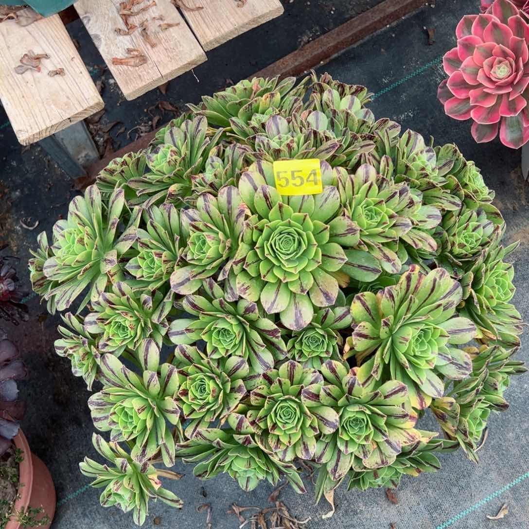 554碧火法师多肉植物