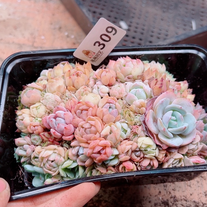 多肉植物多肉植物