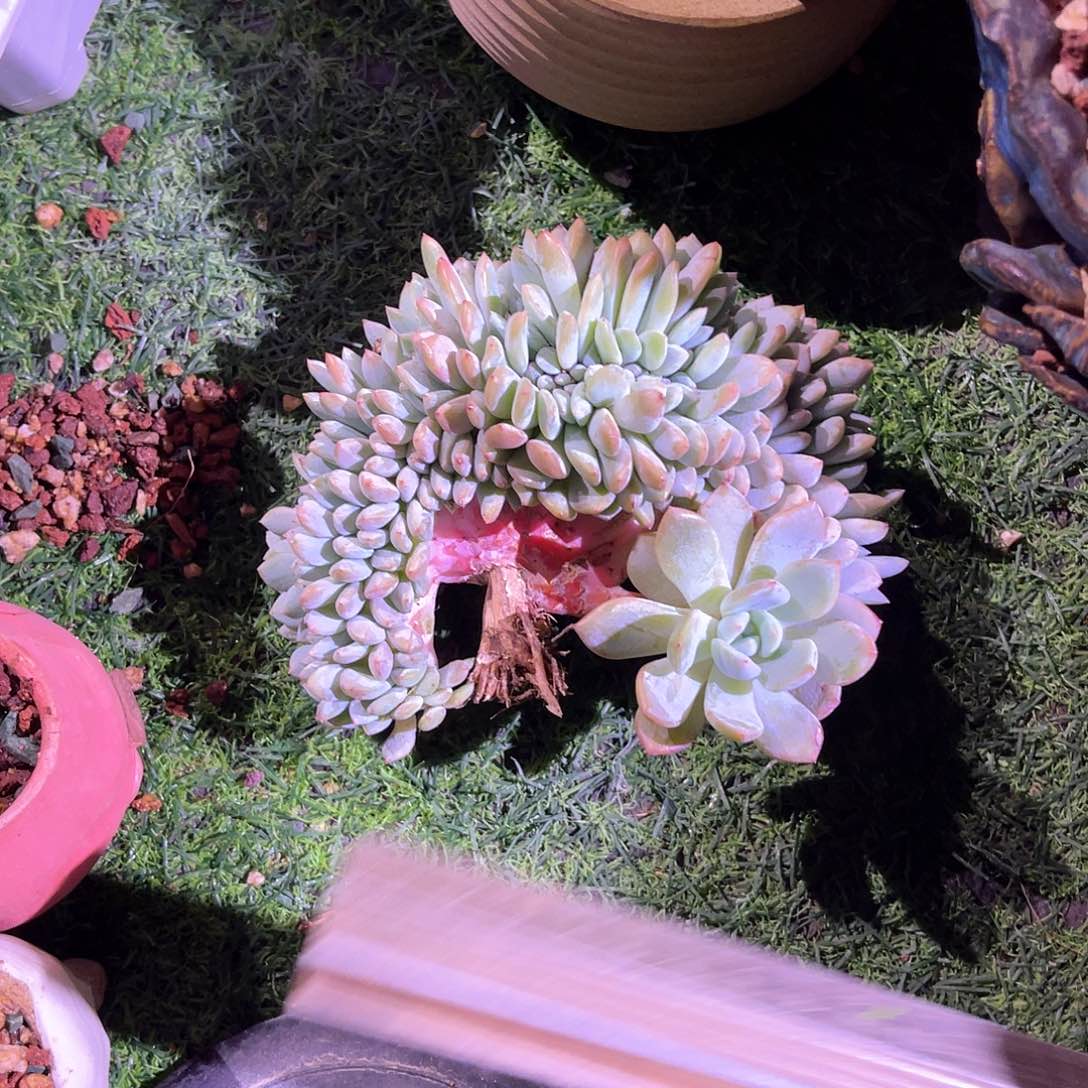 橙梦露缀化一颗脱土