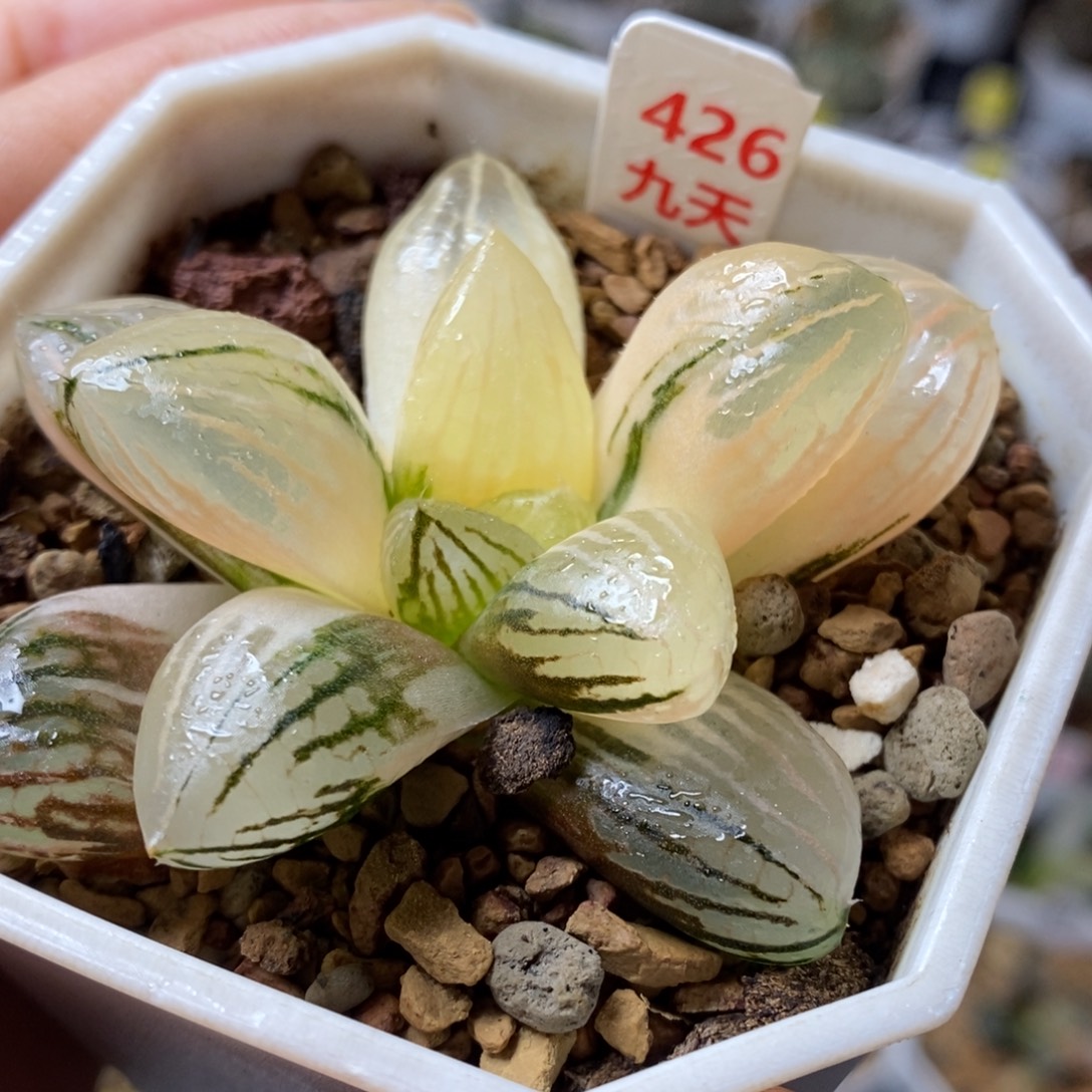 426号玉潭寿锦多肉植物