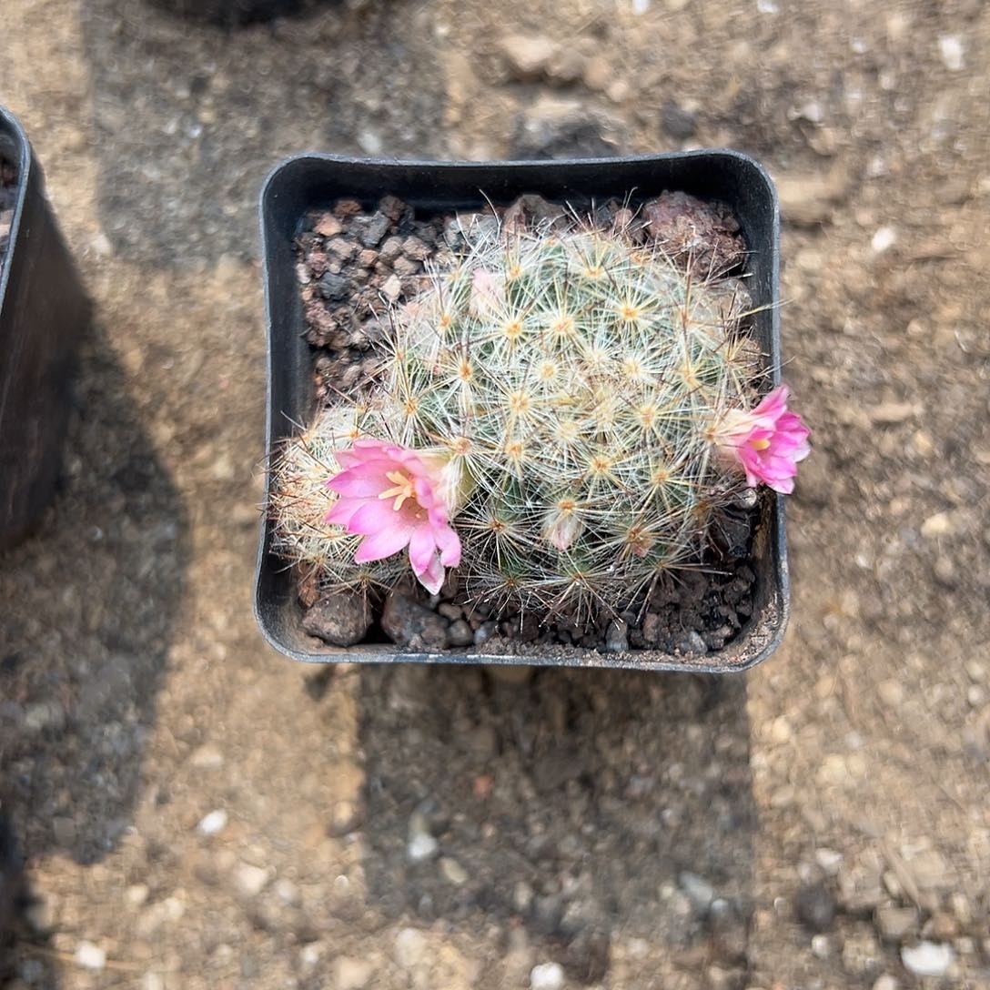 嘉文丸嘟嘟在中央音乐学院