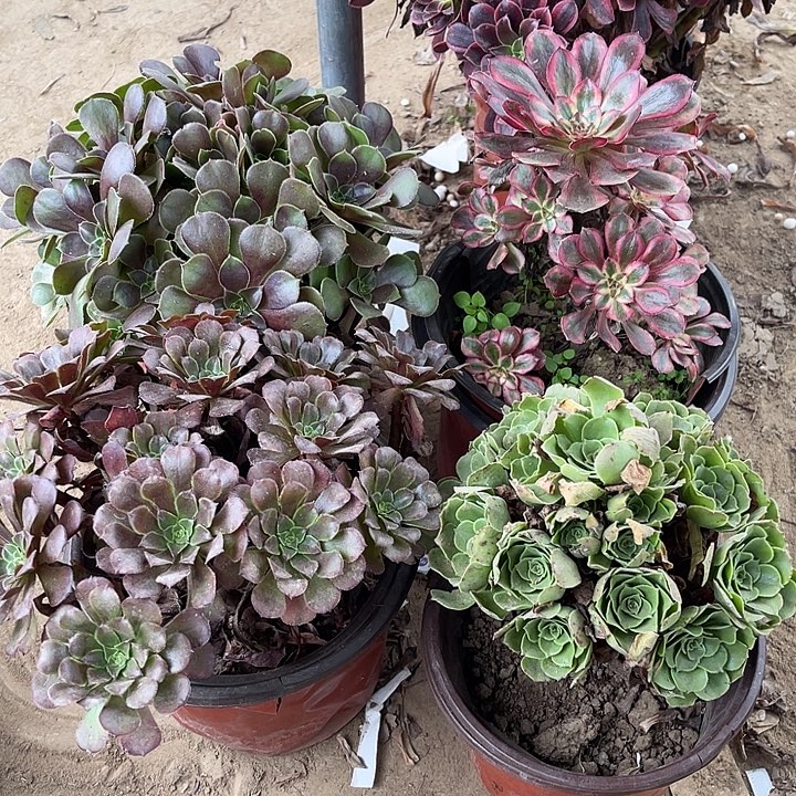 4棵玫瑰玫瑰玫瑰玫瑰