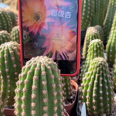 超级杏 仙人球 侧牙自根