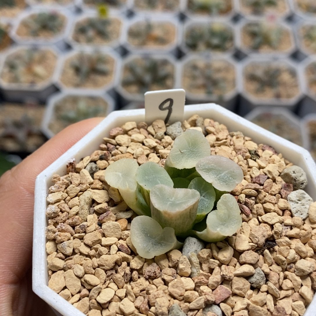 9万象锦十二卷多肉植物