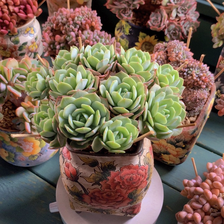 恋曲朵朵无砍自然群