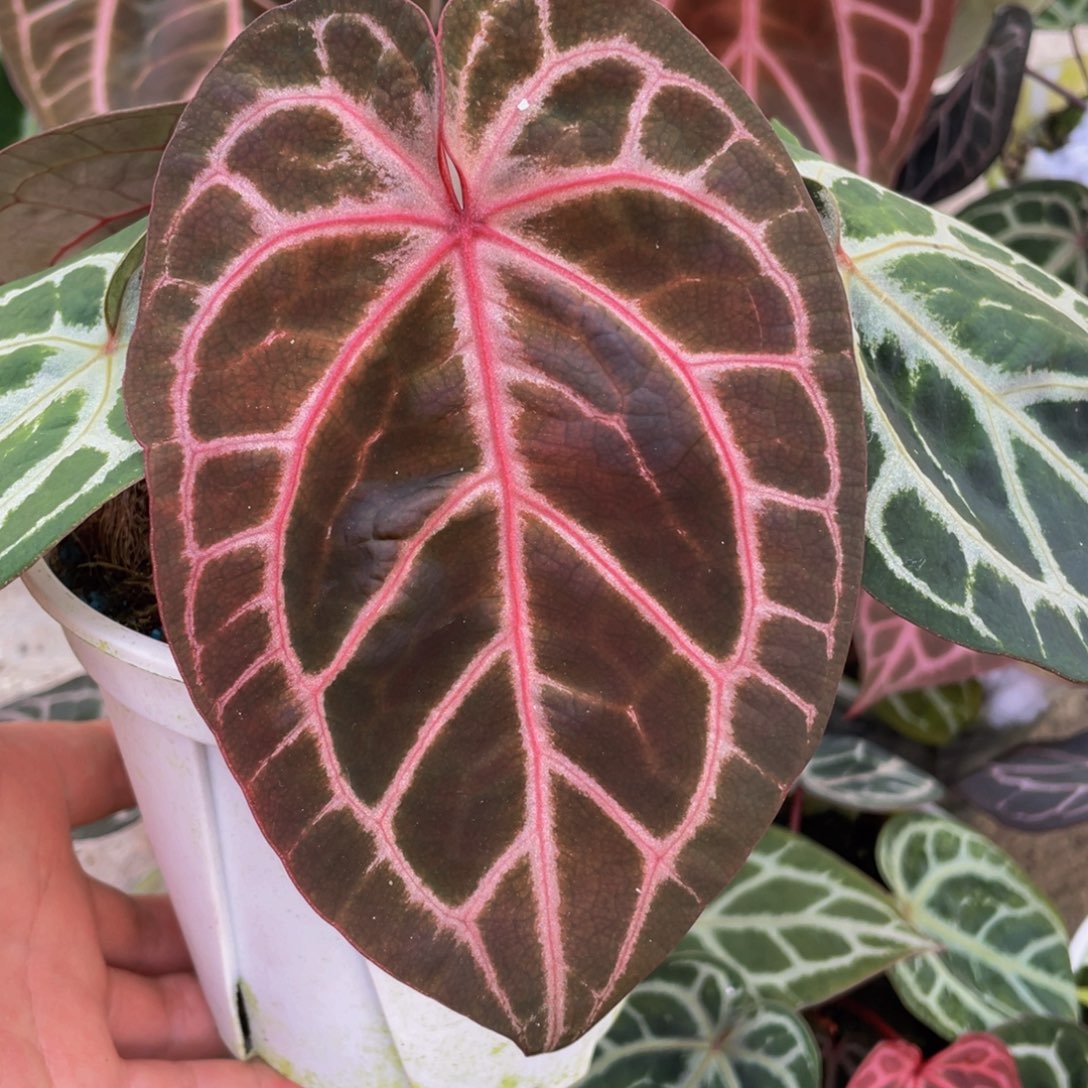 不开花植物粉柠檬杂红