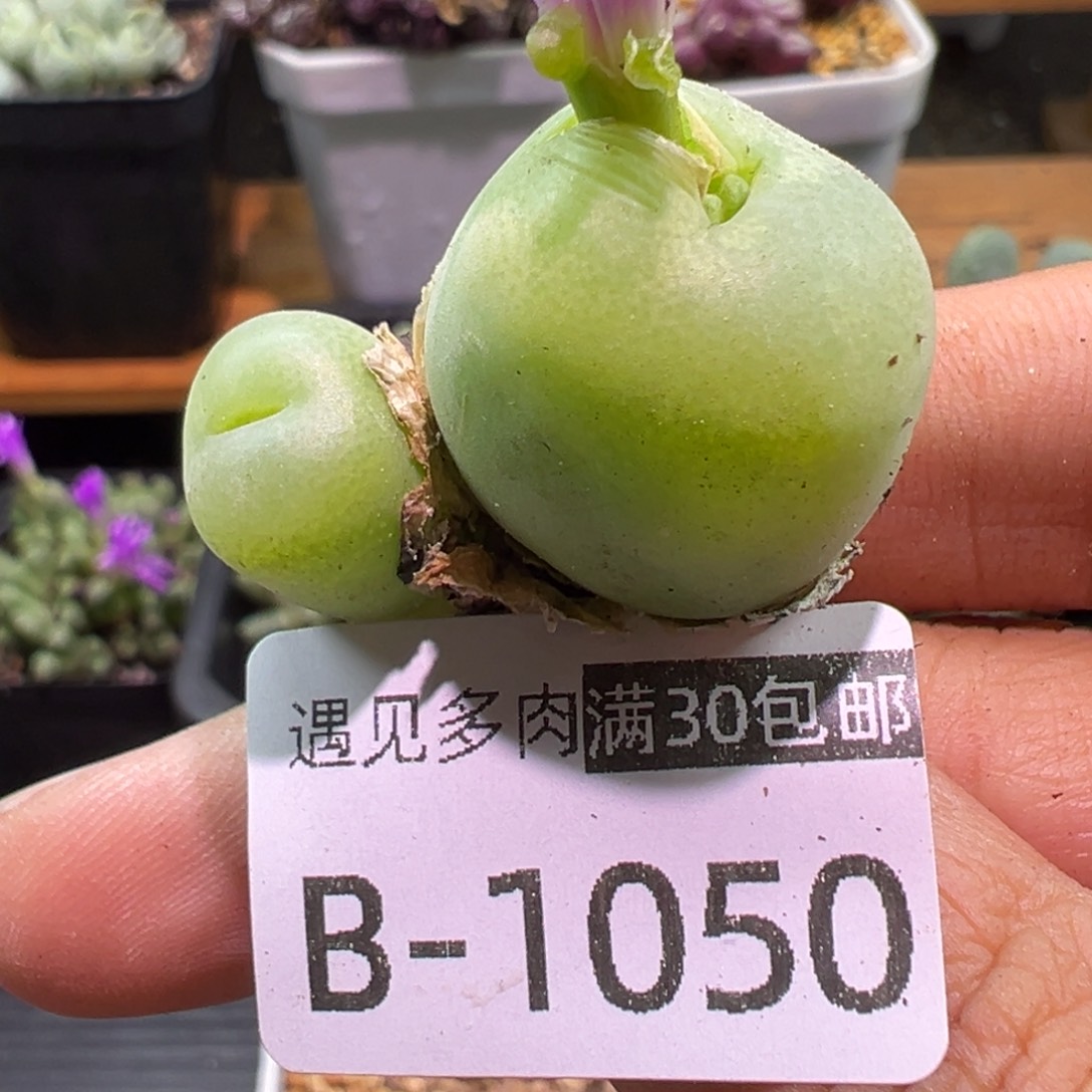 多肉植物1111111111111