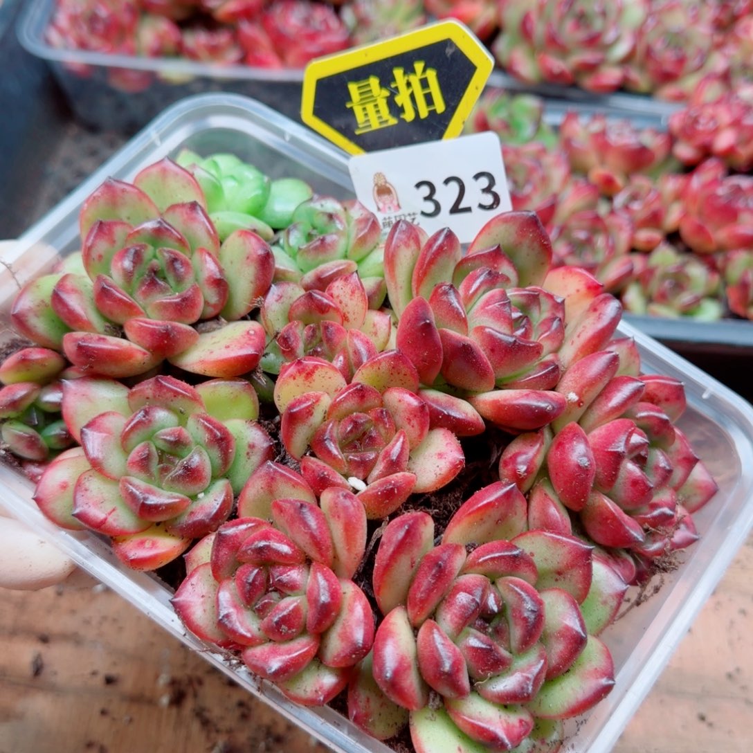 多肉植物多肉植物