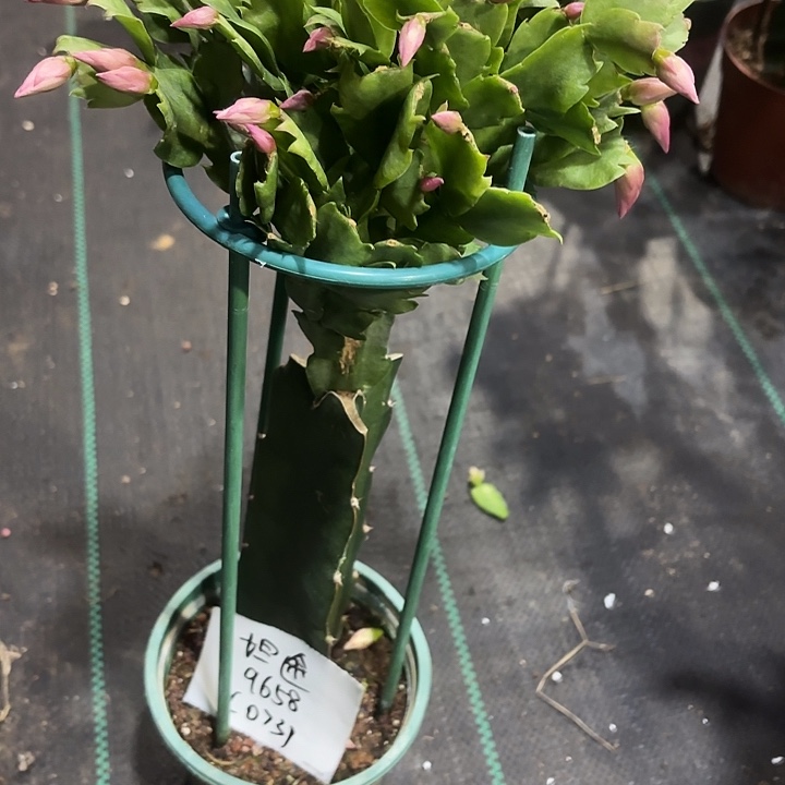 坦***途当前无花栽培后可以开花