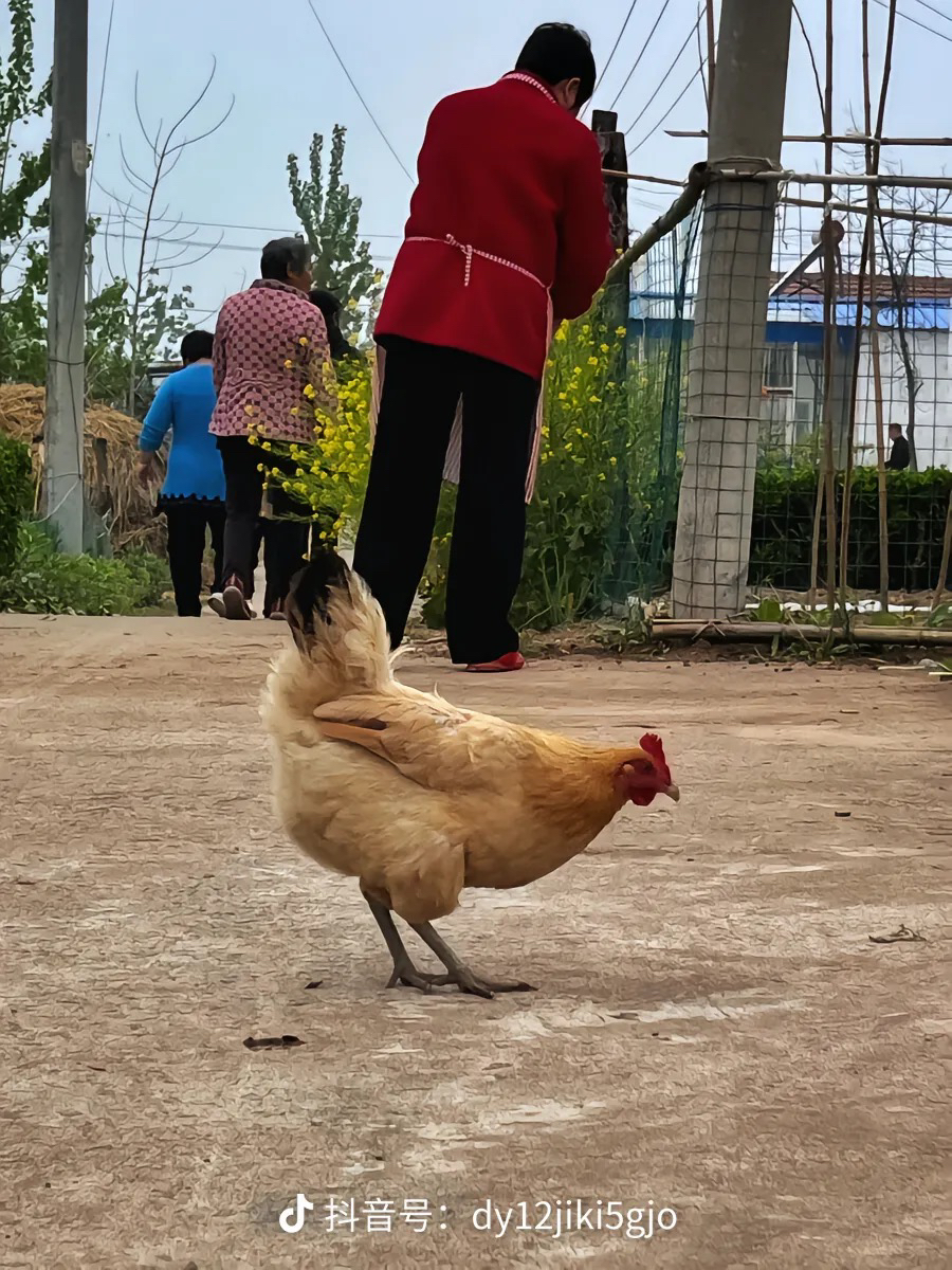 老品种土鸡 老母鸡 生产队时期留下的产物