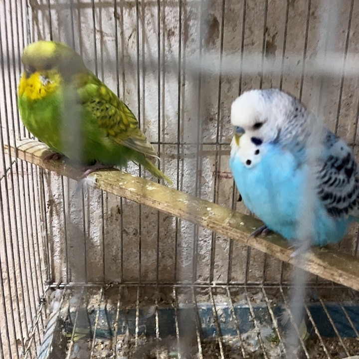 虎皮鹦鹉大头虎皮鹦鹉2对成年