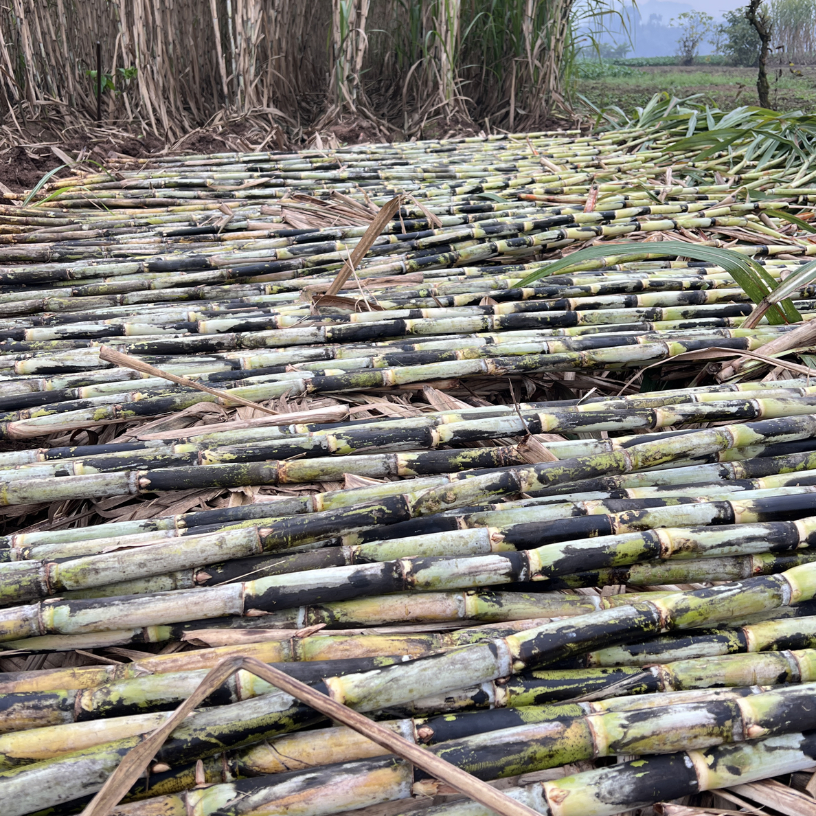 四川老品种青皮甘蔗脆甜多汁