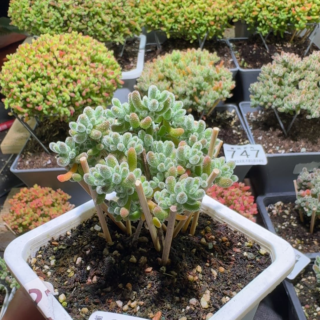 枝干番杏五彩冰晶803