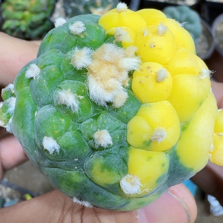 福利苗接大尤锦192